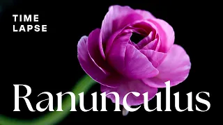 Timelapse: Watch Ranunculus Flowers Bloom | Spring Flowers
