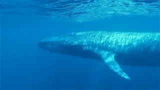 Плаваем с китами на Шри-Ланке.