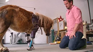 Протезы для животных: ортопед помогает пони и слонам встать на ноги (новости)