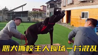 羅威納惡犬瘋狂撕咬主人，兩名男性合力都控制不住，現場一片混亂