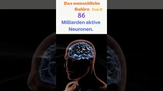 Wie viele aktive Neuronen hat das Gehirn?