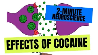 2-Minute Neuroscience: Effects of Cocaine