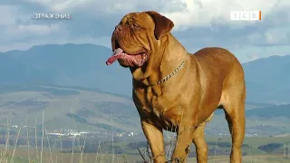 В Бендерах дог чуть не загрыз хозяев