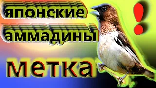 японские амадины & Как кольцевать амадин