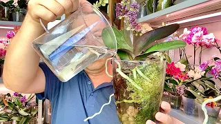 наращивание корней орхидей в ЗАКРЫТОЙ ПОСАДКЕ на моховом фитиле и зачем ЧЕРЕДУЮ полив орхидей