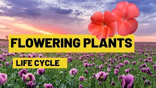 Life cycle of flowering plants | From seed germination to adult plants | Lesson for Kids