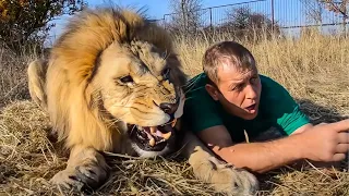 Ukrainian Man Saved This Lion And His Cubs, Years Later THIS happened...