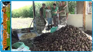 С ОДНОГО ОГОРОДА НА ДРУГОЙ, КОПАЕМ КАРТОШКУ ДВУМЯ МОТОБЛОКАМИ