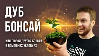 Бонсай из дуба своими руками | Краткий гайд | How to grow Bonsai Oak | #bonsai #бонсай