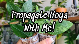 PLANT CHORES! How To Propagate Hoya Fast & Easy!! 🌿 propagate Hoya with me 💕