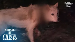 Severely Wounded Dog Only Comes Out At Night... | Animal in Crisis Ep 293