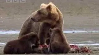 Missing black bear cub - animals of Alaska - BBC wildlife