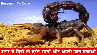 दुनिया के सबसे जहरीले बिच्छू| Most Poisonous and Dangerous Scorpion in the World|Scorpions|Rahasya