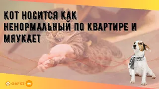 Кот носится как ненормальный по квартире и мяукает