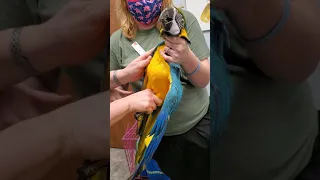 macaw wing and nail trim