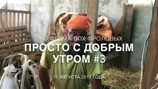 С Добрым утром без формата! Дойка коровы Девятки.