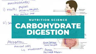 The Basics of Carbohydrate Digestion