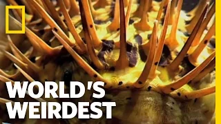 Poisonous Pufferfish vs. Eel | World's Weirdest