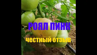 Подводим итоги розовый томат Роял Пинк