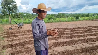 DESENVOLVI UM NOVO EQUIPAMENTO FÁCIL E PRÁTICO PARA TAMPAR RAMAS DE MANDIOCA E CANA 🚜🚜🚜