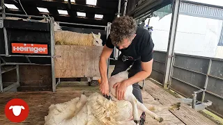 Shearing Season begins....