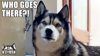 Husky Reaction to Stranger at The Door Dramatically Changes When He Smells it!