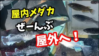 メダカを一気に成長させます！張り切り過ぎて飼育場はパンパンです【めだか】