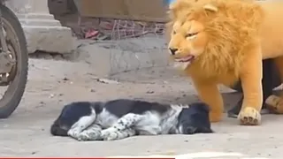 fake Lion and Fake Tiger Prank To dog | Huge Box Prank.Troll Video