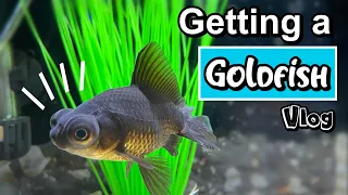 Getting A Goldfish! ~ Tank Setup + Vlog