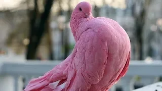 Необычные породы голубей