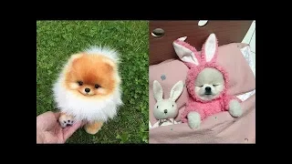 😍 Mini Pomeranian - Funny and Cute Pomeranian Videos #7 - CuteVN Animals