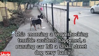 This morning a very shocking terrible accident happened, a running car hit a small street dog