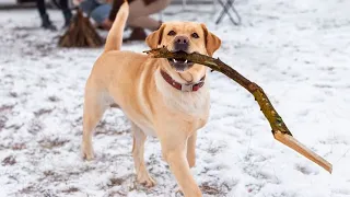 When your dog brings home a stick 🙈🤣 🐶Funniest Dog Ever!