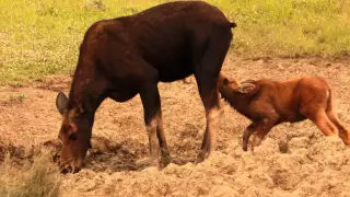 Baby Moose Nursing On Side of the Road in Wyoming