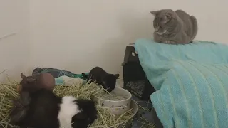 Guinea pigs and cats hanging out