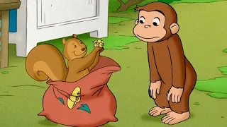 Ein freches kleines Eichhörnchen | Coco der Neugierige | Cartoons für Kinder