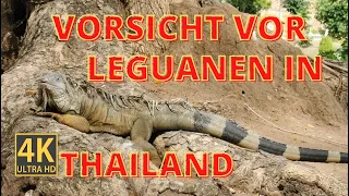 ACHTUNG GEFÄHRLICHE LEGUANE IN THAILAND