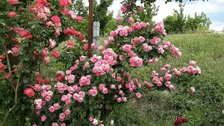 Розы Леонардо Да Винчи и Декор Арлекин, Питомник Роз Полины Козловой - rozarium.biz