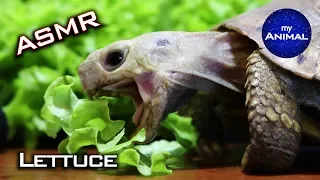 ASMR Turtle Tortoise Eating LETTUCE Mukbang 먹방 🐢22