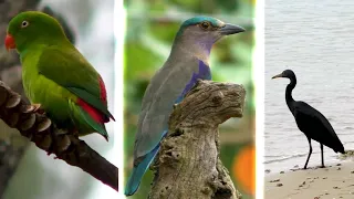 Thailand. Phuket. Birdwatching in Sirinat National Park. 17 & 20 December 2022.