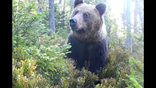 ursus arctos eurasian