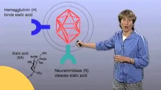 Influenza Virus Infection - Carolyn Bertozzi (Berkeley/HHMI)