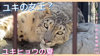 冬を待ち望むユキヒョウのユーリ夏の生活vol.146@旭山動物園/snow leopard waiting for winter.Life in summer at the Asahiyama zoo