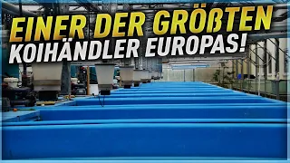 Zu Besuch bei  EPS (European Pond Service)! Einer der Größten Koihändler Europas!