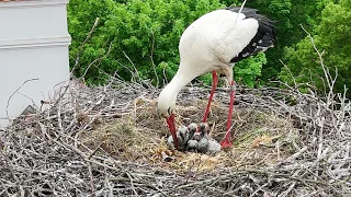 There are four little storks in the nest - Stork family from air