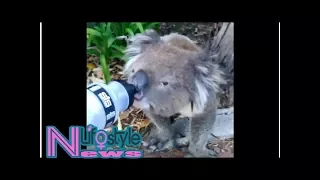 Cyclist stops to give a drink to thirsty koala