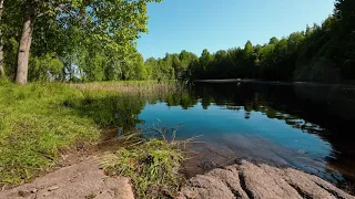 Nature Pond Background with Ambient Sounds