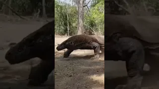 Watch out for angry komodo dragons