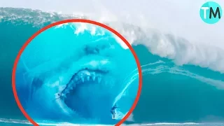 10 MEGALODONES Captados En CÁMARA (¿Real o Falso?)