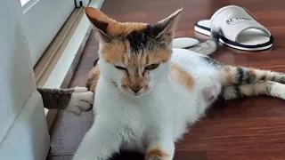 Cat says "Excuse me"